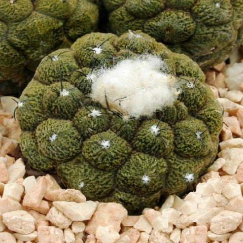 Copiapoa_hypogea_cv_lizard_skin